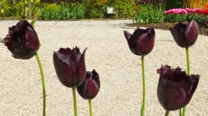4.14 Tulips black soldiers in front of gravel