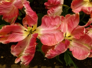 4.14 Tulips pink open