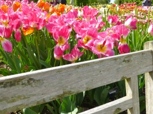 4.14 Tulips pink over bench