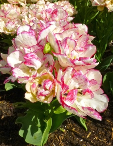 4.14 Tulips Pink ripple dwarf