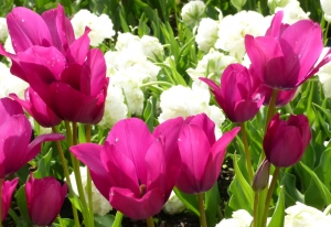 4.14 Tulips pink & strong white strong ones