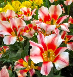 4.14 Tulips red & white loud stripe