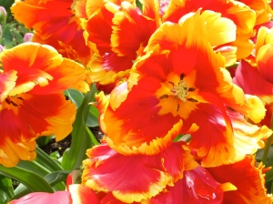 4.14 Tulips red & yellow soft petals