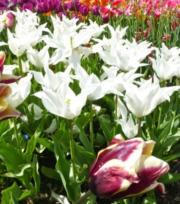 4.14 Tulips white