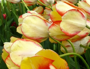 4.14 Tulips yellow & crisp red