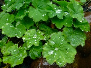 Lady's mantle in Spring rain.  May 14.